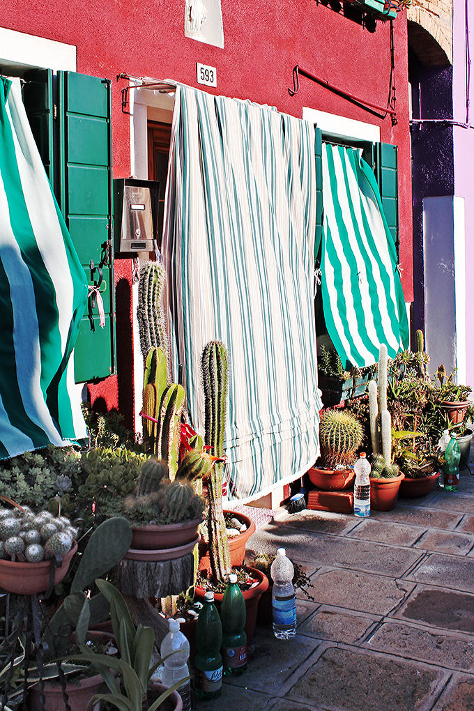060_Burano_ Piante grasse.jpg